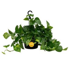 Grower choice pothos for sale  Miami