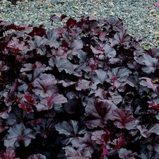 heuchera for sale  BANBRIDGE