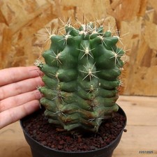 Euphorbia multiprolifera vaso usato Euphorbia multiprolifera vaso usato  Trevi