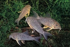 corydoras d'occasion  Expédié en Belgium