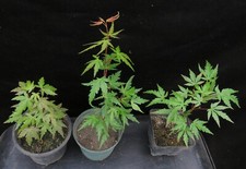 Acer palmatum arakawa for sale  Rochester