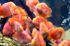 Purple red color for sale  Haslet