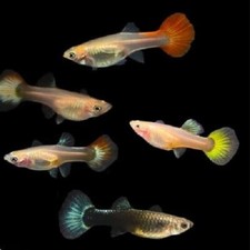 Assorted color female for sale  North Port