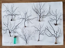 Sea fan large for sale  WEYMOUTH