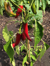 Szegediner paprika roter gebraucht kaufen  Bayreuth