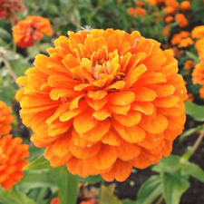 orange map giant for sale orange map giant for sale Tarpon Springs