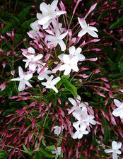 Pink star jasmine for sale  Woodland Hills
