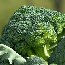 Broccolo calabrese natalino usato  Roma
