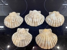Large scallop shells for sale  RICHMOND