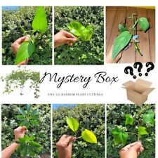 green box plants for sale green box plants for sale Columbia