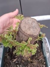 Chunky yamadori oak for sale  LIVERPOOL