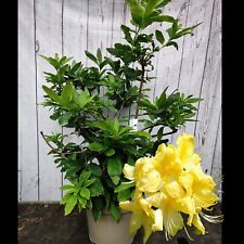 Deciduous azalea anneke for sale  HARLOW