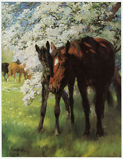Promise spring lucy for sale  BARNSLEY