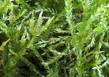Quellmoos aquarien gebraucht kaufen  Bad Lippspringe