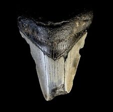 Authentic megalodon shark for sale  LONDON
