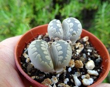 Lithops otzeniana cactus d'occasion  Servian