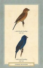 Postcard david sibley d'occasion  Expédié en Belgium
