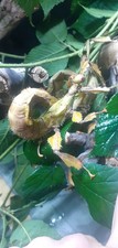 Oeufs phasmes scorpions d'occasion  Le Cateau-Cambrésis