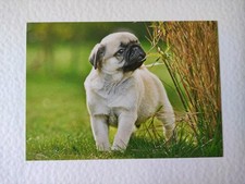 Mops welpe hundepostkarte gebraucht kaufen  Borna