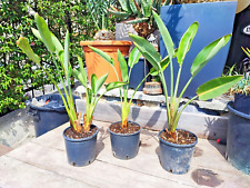 Strelitzia reginae bird usato  Imperia