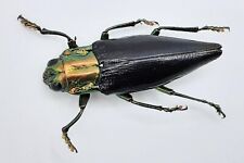 Buprestidae cyphogastra nigrip gebraucht kaufen  Wadern