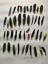 Lot colorful amazon for sale  Sanford