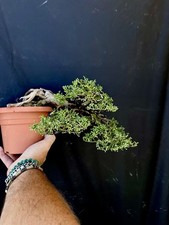 Bonsai ginepro fenicio usato  Trani