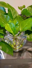 Golden pothos healthy for sale  Gwinn
