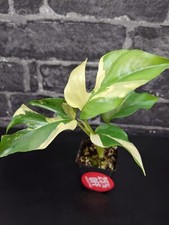 Rare rhaphidophora tetrasperma for sale  BOOTLE
