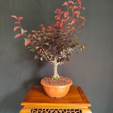 Pre bonsai prunus usato  San Pancrazio Salentino