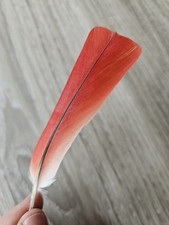 Rote vogelfeder papageienfeder gebraucht kaufen  Haarbach
