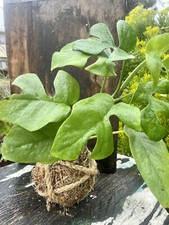 Monstera mini kokedama for sale  Lomita