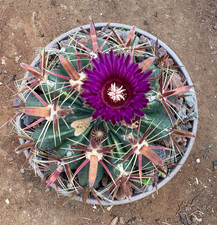 Ferocactus latispinus cactus usato Ferocactus latispinus cactus usato  Menfi