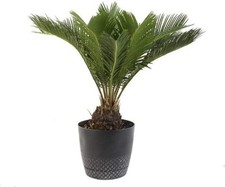 Sago palm inch for sale  Laurel