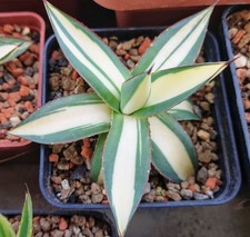 Agave romanii mediopicta usato  Taurisano