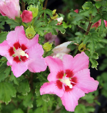 Hibiscus syriacus rosalbane usato  Italia
