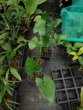 Zantedeschia aethiopica white for sale  HOLT