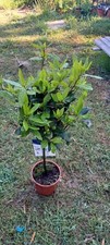 Laurus nobilis 60cm for sale  EGHAM