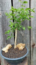 Bonsai pfaffenhütchen yamador gebraucht kaufen  Bad Griesbach i.Rottal