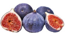 Varietà fico ficus usato  Trappeto