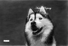 Husky dog disegno usato  Italia