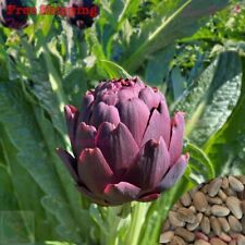 Purple romagna artichoke for sale  Ontario