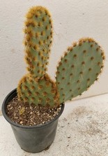 Opuntia aciculata pøt usato  Brindisi