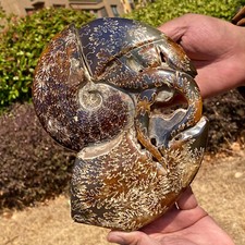 Esemplare cristallo conchiglia usato Esemplare cristallo conchiglia usato  Spedire a Italy