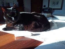 Bertocci ricambio rullino usato Bertocci ricambio rullino usato  Montebelluna