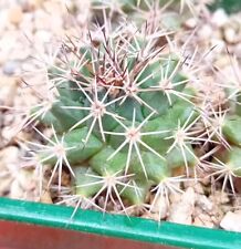 Mammillaria brandeegii san for sale  CHESTER