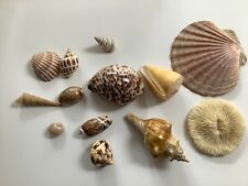 Assorted seashells mixed for sale  BRENTWOOD