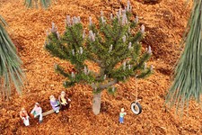 Pinus mugo paul for sale  Silverton