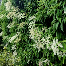 Pileostegia climbing hydrangea for sale Pileostegia climbing hydrangea for sale  LONDON
