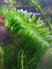 Shrimp safe oxygenating for sale  LONDON